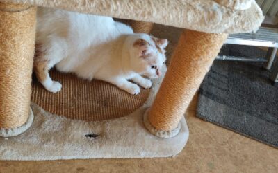 Ritchi sucht ein neues Zuhause