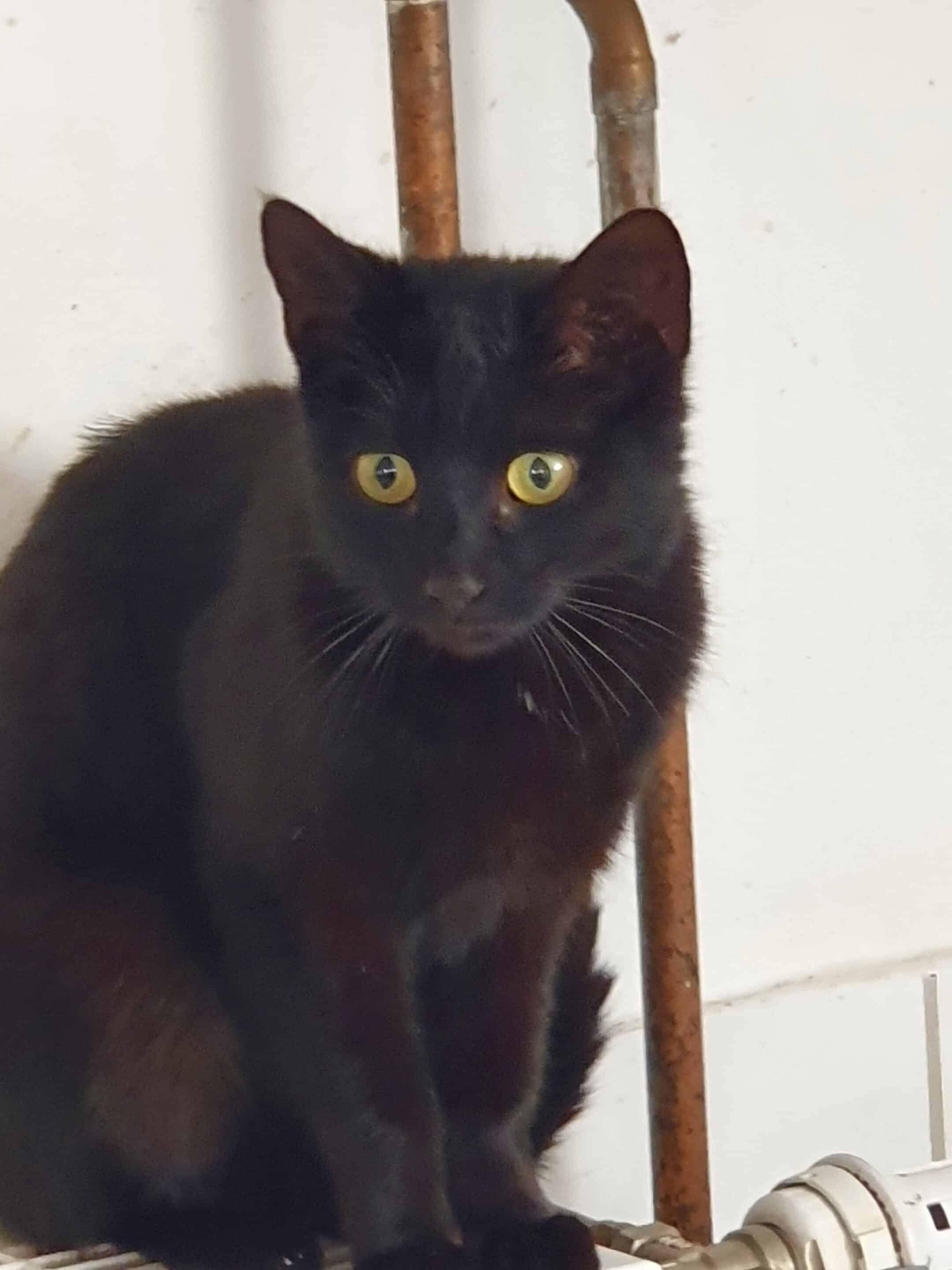 Blacky