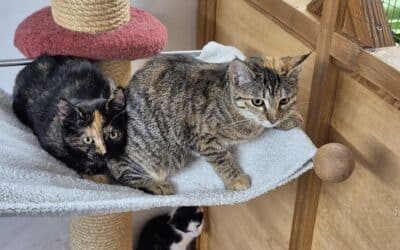 Milly und Molly