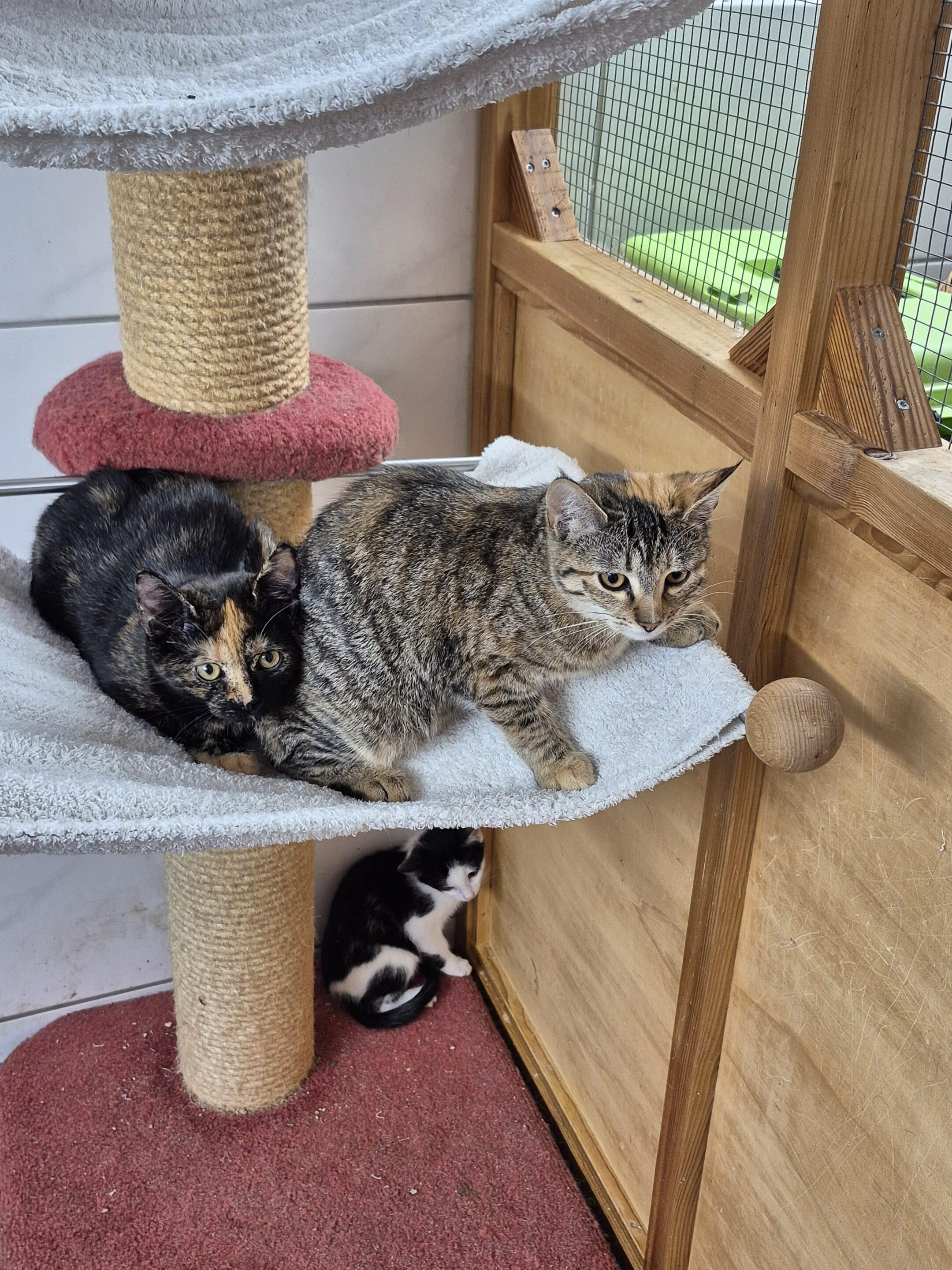 Molly und Milly