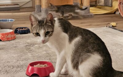 Kati und ihre Kinder suchen ein Zuhause